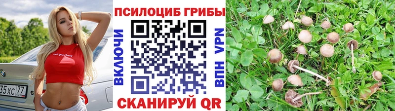Купить  Нюрба  Галлюциногенные грибы прущие грибы 
